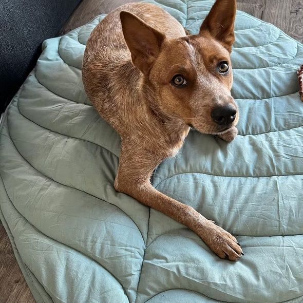 Pet sleeping pad